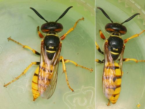 Réf. 287 491 : Philanthus triangulum